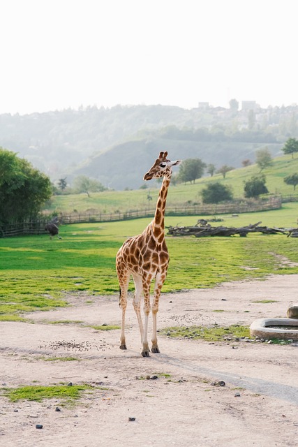 žirafa v pražské ZOO